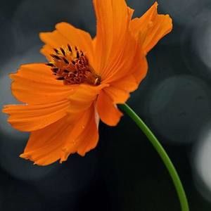 Meet your Posher, Gina